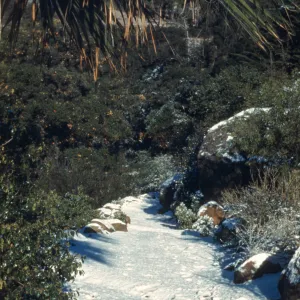 Campbell Trail with snow, 1949