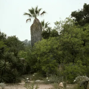 SBBG Desert Section