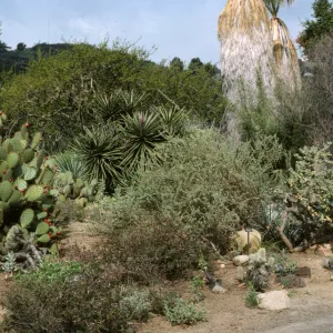 SBBG Desert Section