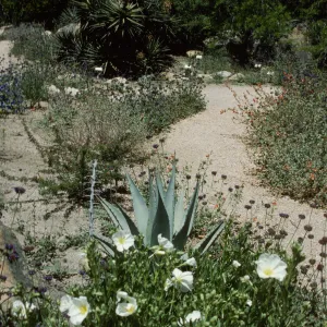 Desert wash, SBBG Desert Section