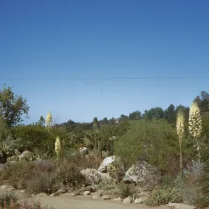 SBBG Desert Section