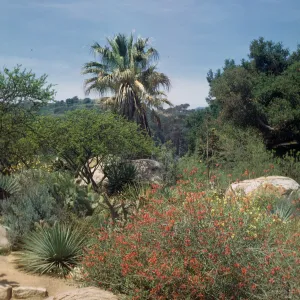 SBBG Desert Section