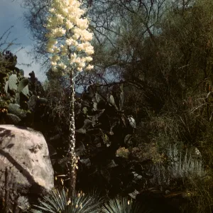 SBBG Desert Section