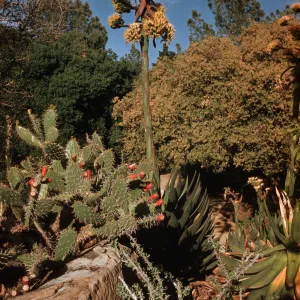 SBBG Desert Section