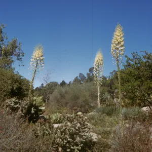 SBBG Desert Section