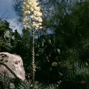 SBBG Desert Section