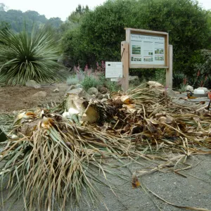 construction of the Desert Wash, SBBG