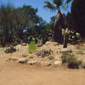 the Desert Mound