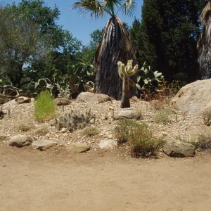 the Desert Mound