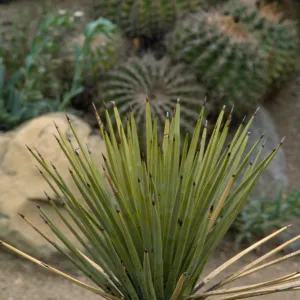 Yucca