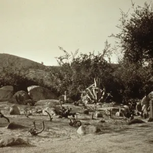 newly planted Desert Section, SBBG 1938