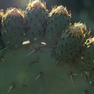 Opuntia littoralis fruits