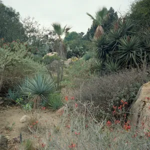 Desert Section, SBBG