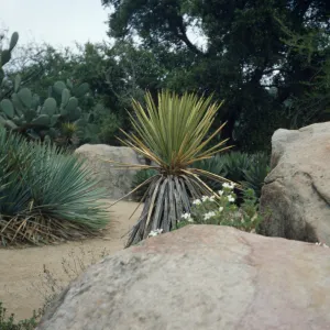 SBBG Desert Section