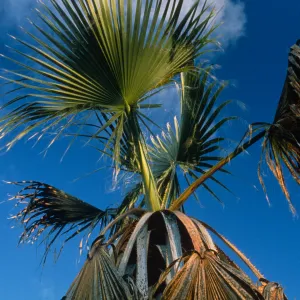 Washingtonia filifera