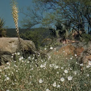 Desert Section
