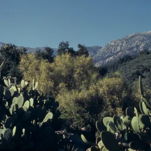 Desert Section