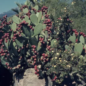 Desert Section, January 1963