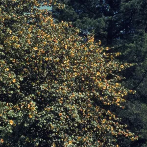 Fremontia in Arroyo, May 1963