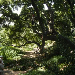 Pruning Oaks in Arroyo Section, 1998
