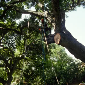 Pruning Oaks in Arroyo Section, 1998