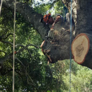 Pruning Oaks in Arroyo Section, 1998