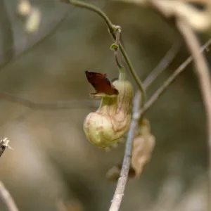 California Dutchman's pipe, Aristolochia californica 