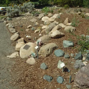 Newly Planted Dudleya Display
