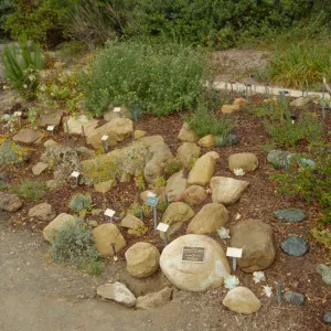 Dudleya Display