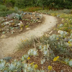 Dudleya Display