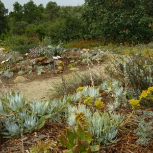 Dudleya Display 