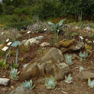 Dudleya Display