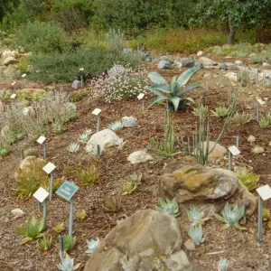 Dudleya Display
