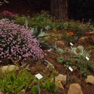 Dudleya Display 1995