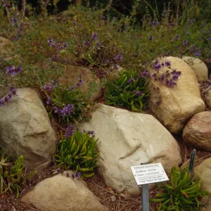 dudleya display