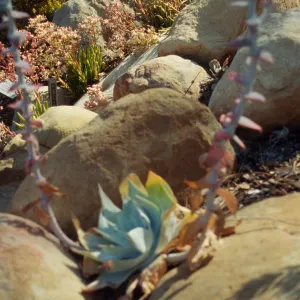 Dudleya Display