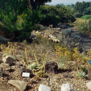 Dudleya Display