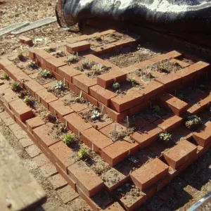 Dudleya Test Plot, August 1998