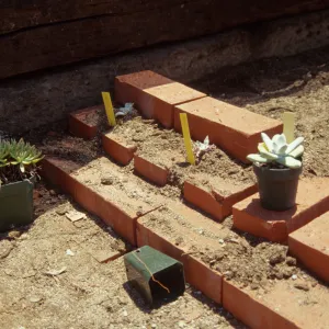 Dudleya Test Plot, August 1998