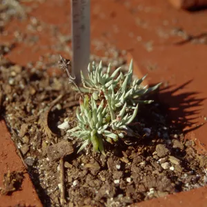 Dudleya Test Plot, August 1998