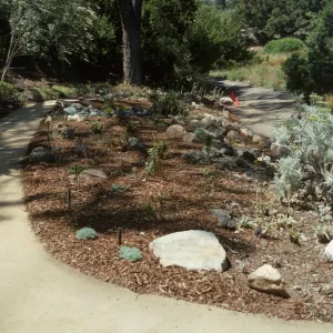 Newly Planted Dudleya Bed 