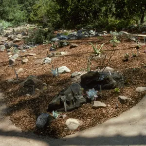 Newly Planted Dudleya Display