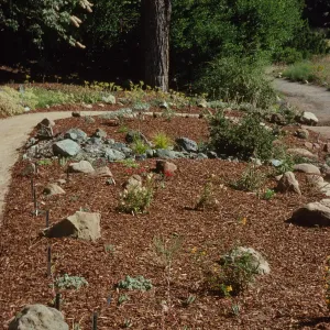 Newly Planted Dudleya Display
