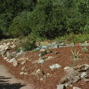 Newly Planted Dudleya Display