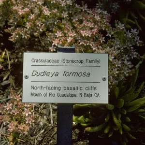 Dudleya Public Information Label