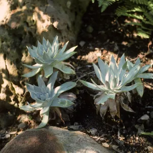 Dudleya