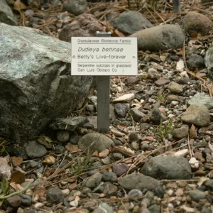 Serpentine bed in Dudleya display