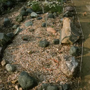 Hasseanthus bed in Dudleya display