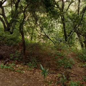 Mission Canyon, SBBG