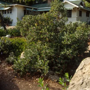 Home Demonstration Garden Construction (Manzanita) 